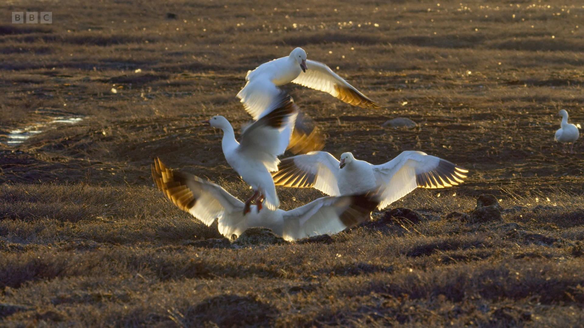 Lesser snow goose (Anser caerulescens caerulescens) as shown in A Perfect Planet - The Sun